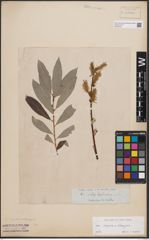 Foto von Salix caprea L. x Salix eleagnos Scop.